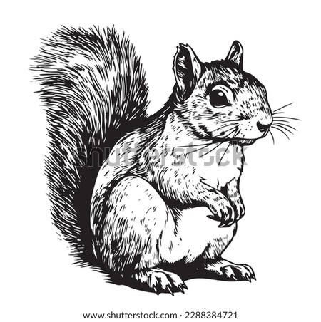 Squirrel sketch hand drawn illustration Wild animals