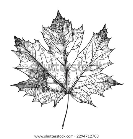 Maple leaf plant hand drawn sketch illustration in doodle style