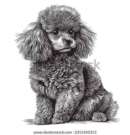 Toy poodle hand drawn sketch in doodle style illustration