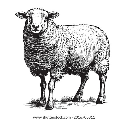 Sheep breeding sketch hand drawn in doodle style Vector illustration