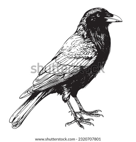 Black crow sketch hand drawn in doodle style illustration Cartoon