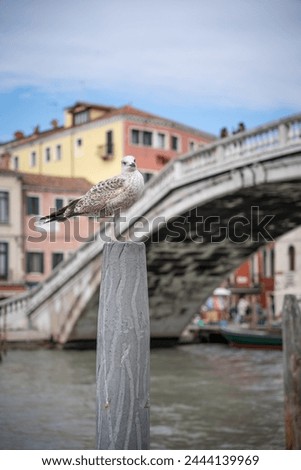 Similar – Foto Bild Venezianische Möwe auf Pfahl