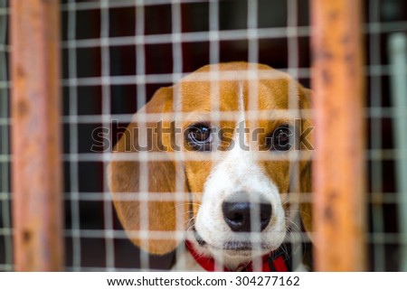 Dog behind the cage