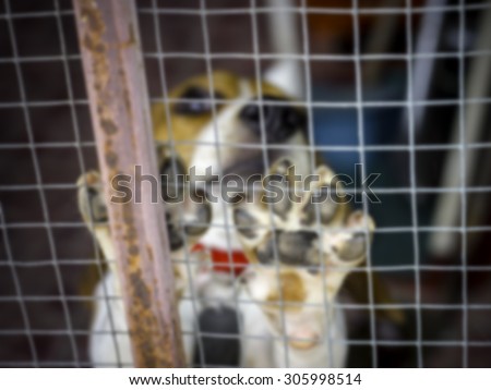 Dog behind the cage, blurry image