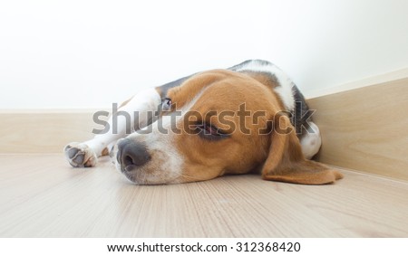 Portrait cute beagle puppy dog go to sleep