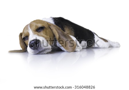 the Portrait cute beagle puppy dog go to sleep,selective focus face,