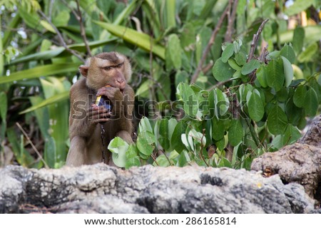 Monkey trying to open a bottle by mouth