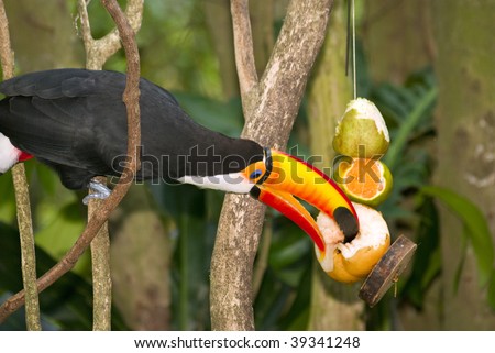 toucan eat pear