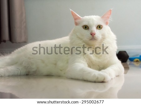 White cat is sitting on the ground and looking forward