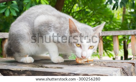 kitten eats chicken drumstick