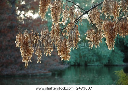 Seed pods on Box Elder tree (Acer negundo)