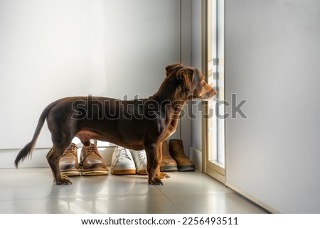 Similar – Image, Stock Photo Dachshund in window Puppy