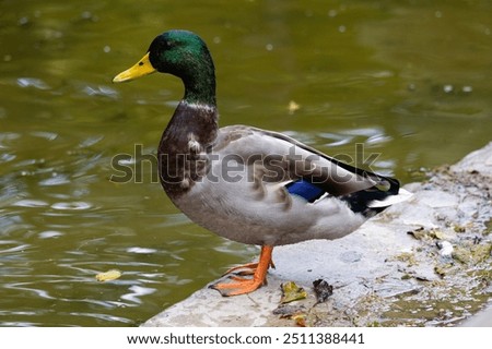 Similar – Image, Stock Photo Swimming mallard in the sunshine