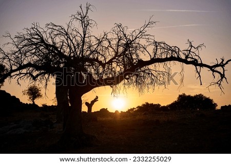 Similar – Image, Stock Photo Ancient holm oak forest (Quercus ilex) in a foggy day with centenary old trees, Zamora, Spain.