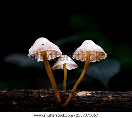 Similar – Image, Stock Photo three mushrooms grow on a moss-covered tree trunk in the forest