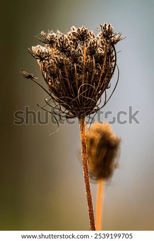 Similar – Image, Stock Photo Single dried wild flower on grey background