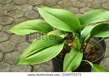 The Cast Iron Plant (Aspidistra elatior) belongs to that category of evergreen ornamental plants. Selective focus ストックフォト © 