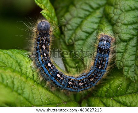 How long does a tent caterpillar infestation last