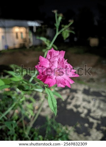Similar – Image, Stock Photo Alpine roses in front of the Dachstein mountains and the Ennstal
