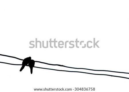 isolate couple bird on wire
