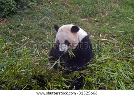 Giant panda China Sichuan\'s panda breed base