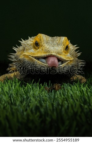 Similar – Image, Stock Photo bearded dragons Nature