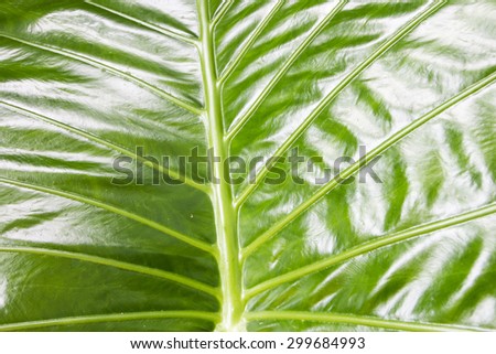 A huge green leaf from an Elephant Ear plant for background and  textures