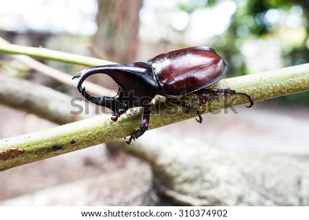 Rhinoceros beetle ,Rhino beetle, Hercules beetle, Unicorn beetle, Horn beetle