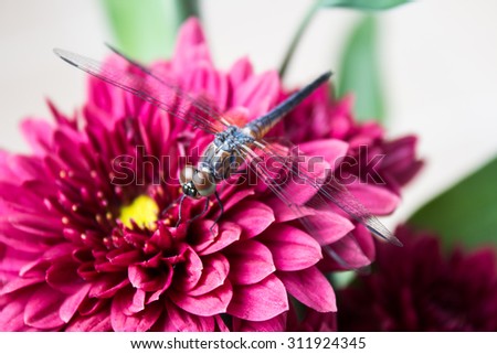 the dragonfly and mum flowers for background uses