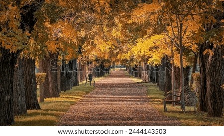 Similar – Image, Stock Photo Walking between tree + bark