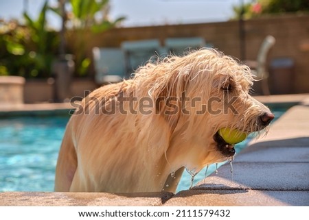 dog getting out of water 