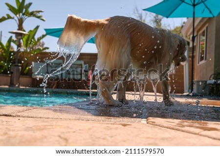 dog getting out of water 