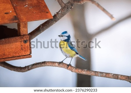 Similar – Image, Stock Photo Curious blue tit on a tree trunk