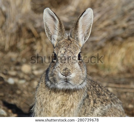 wild bunny face