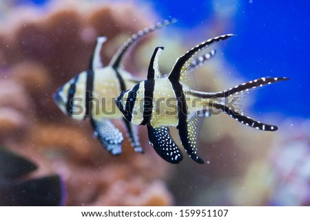 Pterapogon - colorful sea fish - zebra