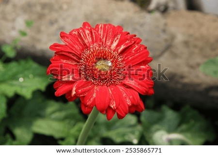 Similar – Foto Bild Gerbera Makro Natur