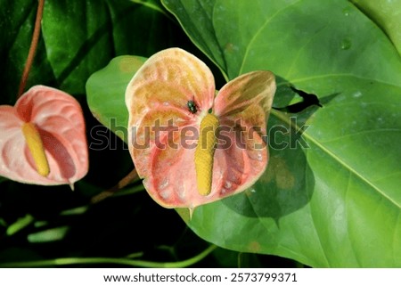 Similar – Image, Stock Photo Beautiful shot of anthurium flowers