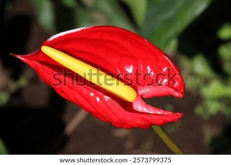 Similar – Image, Stock Photo Beautiful shot of anthurium flowers