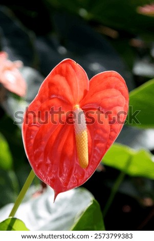 Similar – Image, Stock Photo Beautiful shot of anthurium flowers