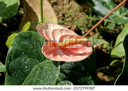 Similar – Image, Stock Photo Beautiful shot of anthurium flowers