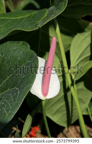 Similar – Image, Stock Photo Beautiful shot of anthurium flowers