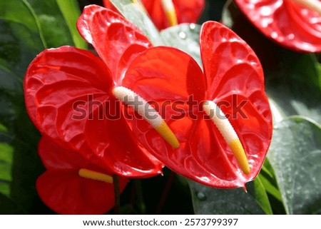 Similar – Image, Stock Photo Beautiful shot of anthurium flowers