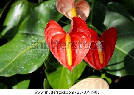 Similar – Image, Stock Photo Beautiful shot of anthurium flowers