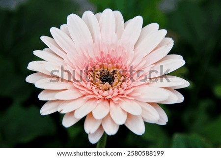 Similar – Image, Stock Photo Group of pink Gerbera flowers at white background.