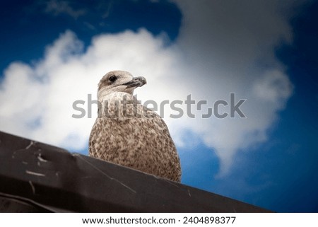 Similar – Foto Bild Silbermöwe am Hafen wartet auf Futter