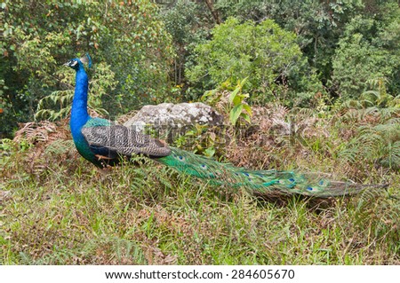 Beautiful blue peafowl (Pavo cristatus) in the wild. Seen in The Andes mountains in Venezuela