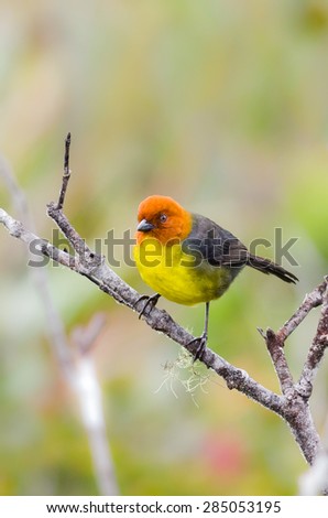 Tepui Brush-Finch on a branch, from Akopan-tepui