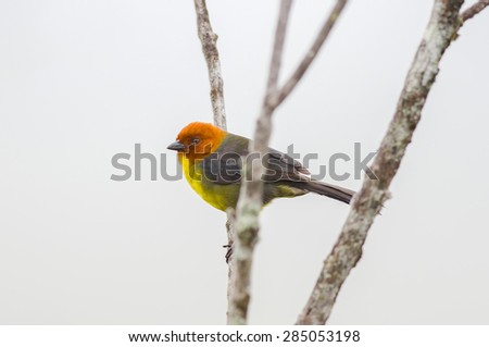Tepui Brush-Finch on a branch