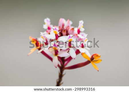 Multi-colored orchids found on top of the Avila mountain in Caracas, Venezuela