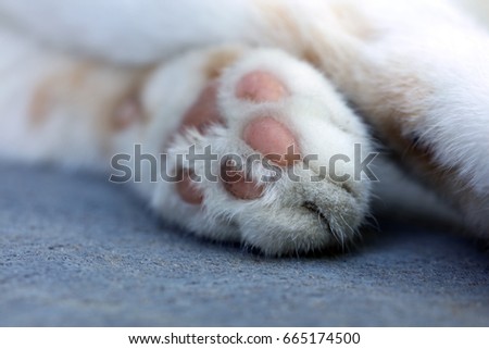 Similar – Image, Stock Photo velvet paws Cat Legs Pelt